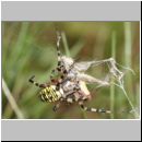 Argiope bruennichi - Wespenspinne 09.jpg